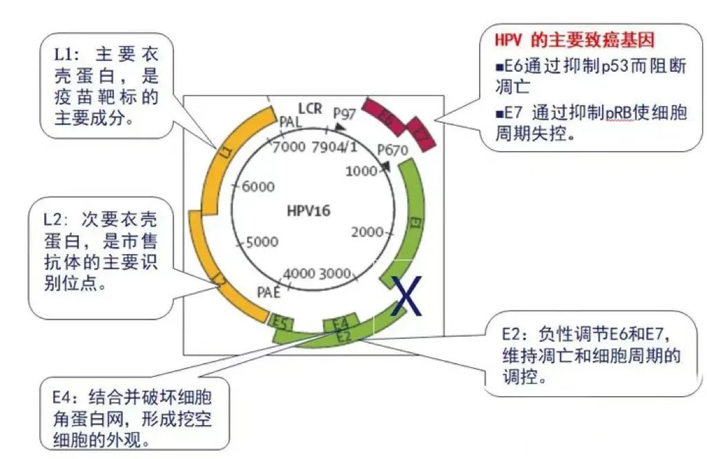 宫颈癌e6e7阴性是什么意思,e6e7数值20多会是宫颈癌吗
