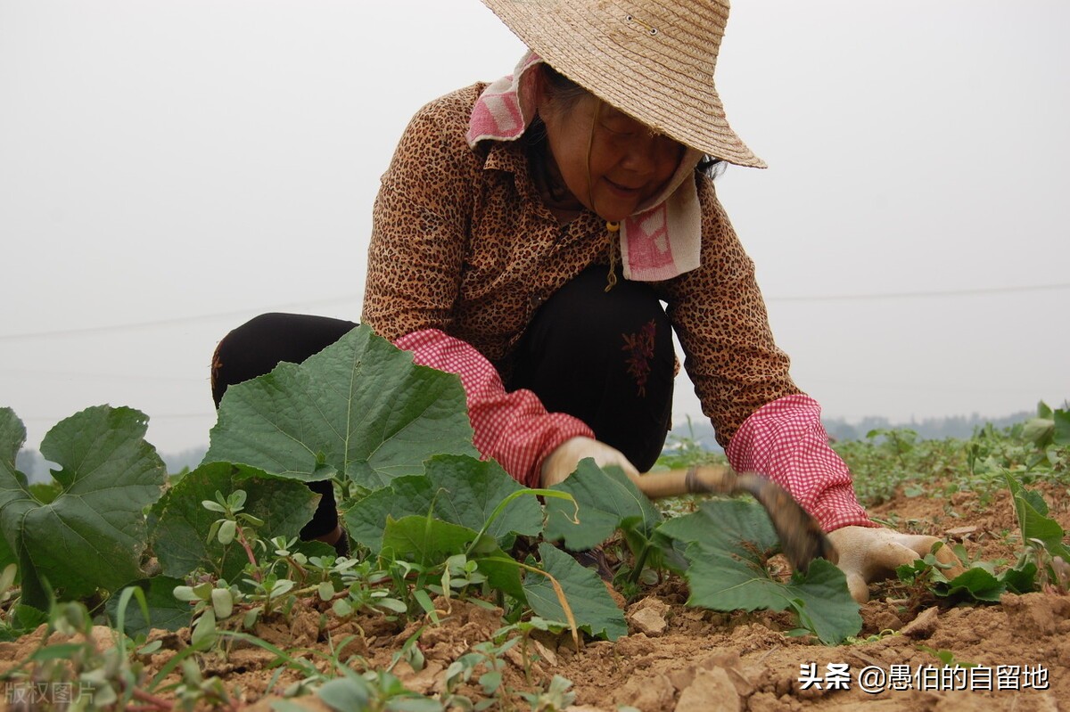 窝囊的父亲张正直原文,窝囊的父亲完整版