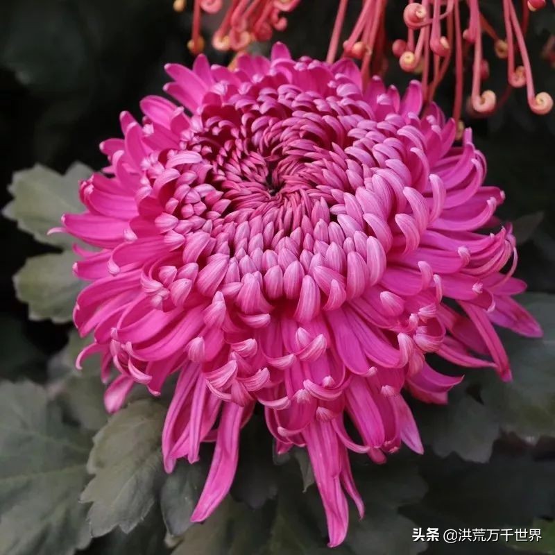 中国十大稀有珍贵菊花品种图片,一年四季开花的菊花有哪些品种