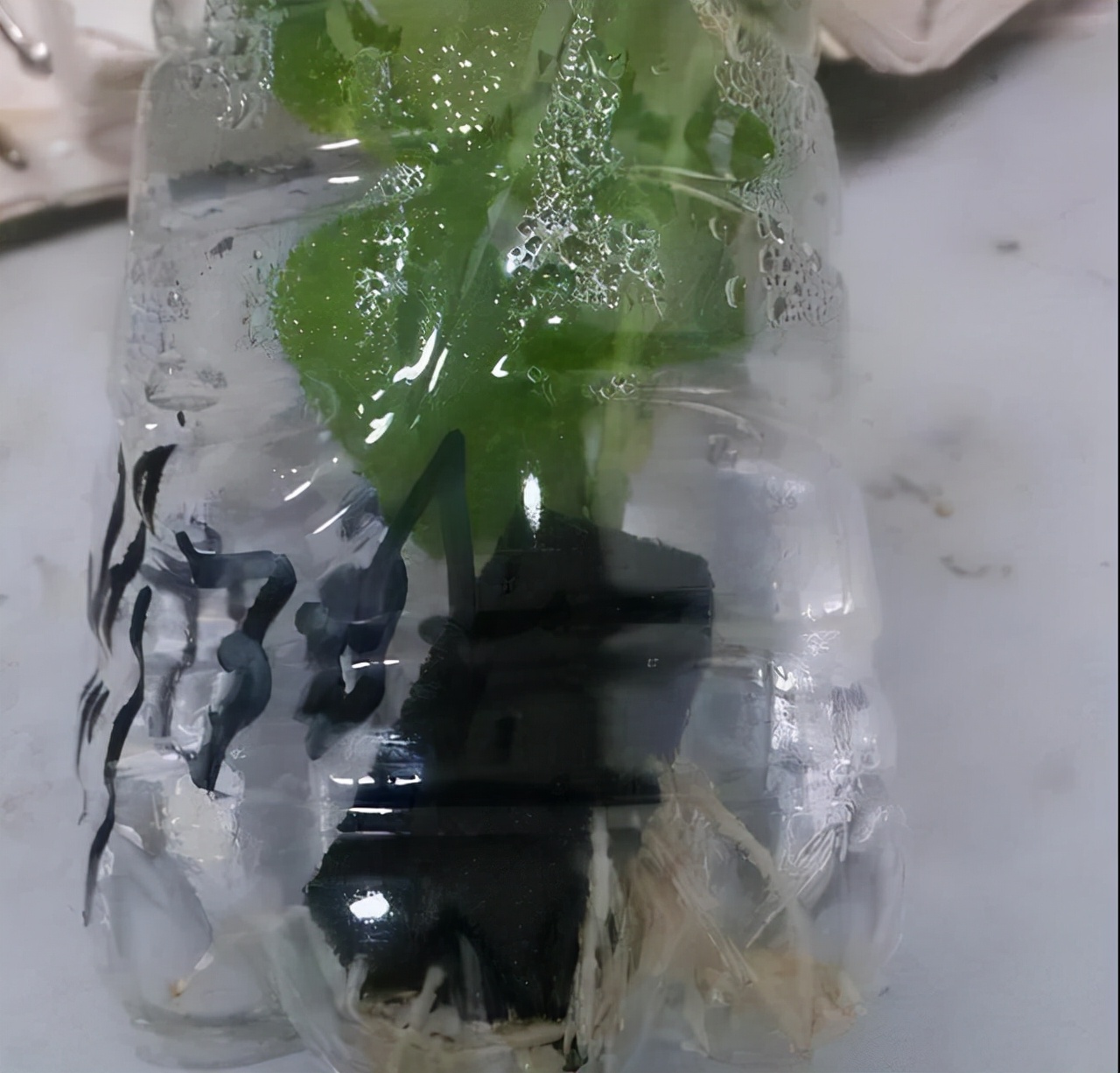 教你扦插大法扦插什么植物都能活,扦插小技巧栽培小妙招