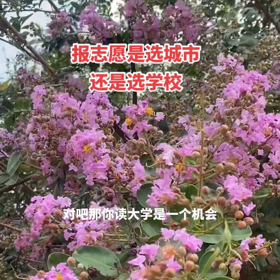 高考志愿选择学校还是城市,填报志愿是先考虑城市还是学校