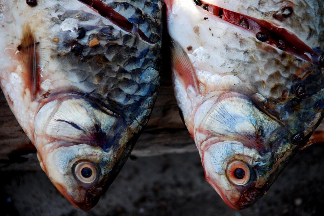 腌腊鱼的正确方法和步骤,腌腊鱼到底要不要洗