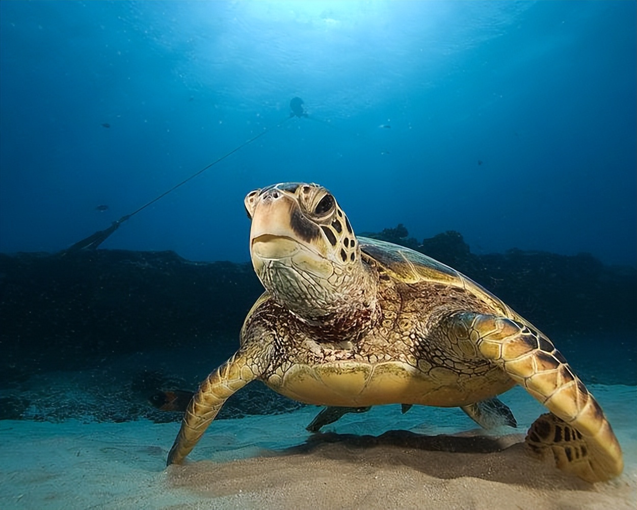海龟适应陆地环境最根本的原因,海龟的颜色和生活习性还有天敌