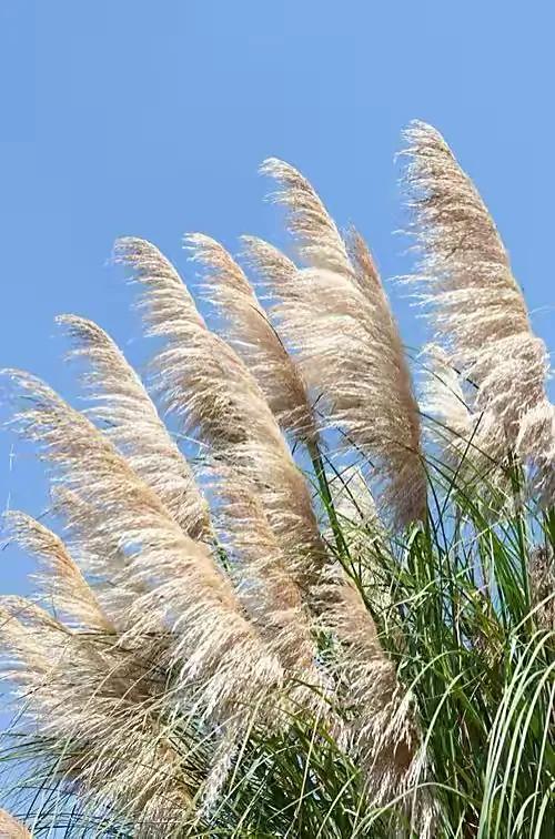 侧耳倾听冬天图片,侧耳倾听风的吟唱