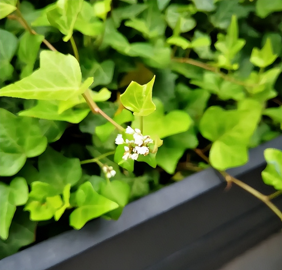 5种花漂亮又养人,5种花好养又漂亮