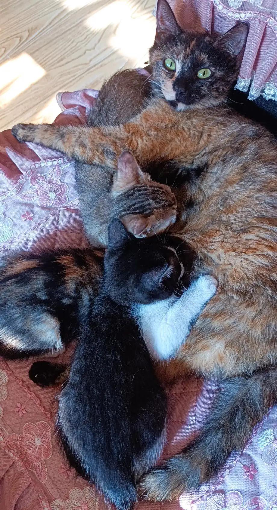 宠猫日志,宠猫日记小说