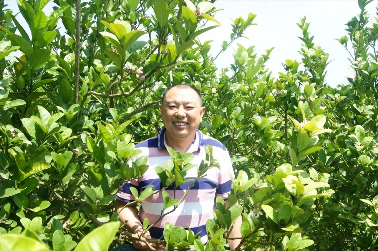 金佛手是招财的吗,金佛手福寿延绵