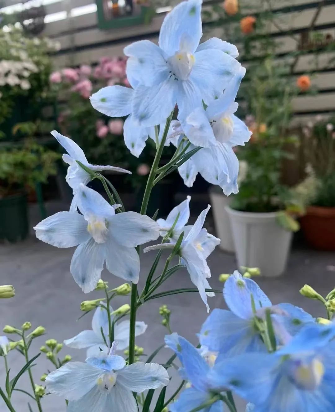 种什么花一年四季开花还好打理,南方一年四季蔬菜播种时间表