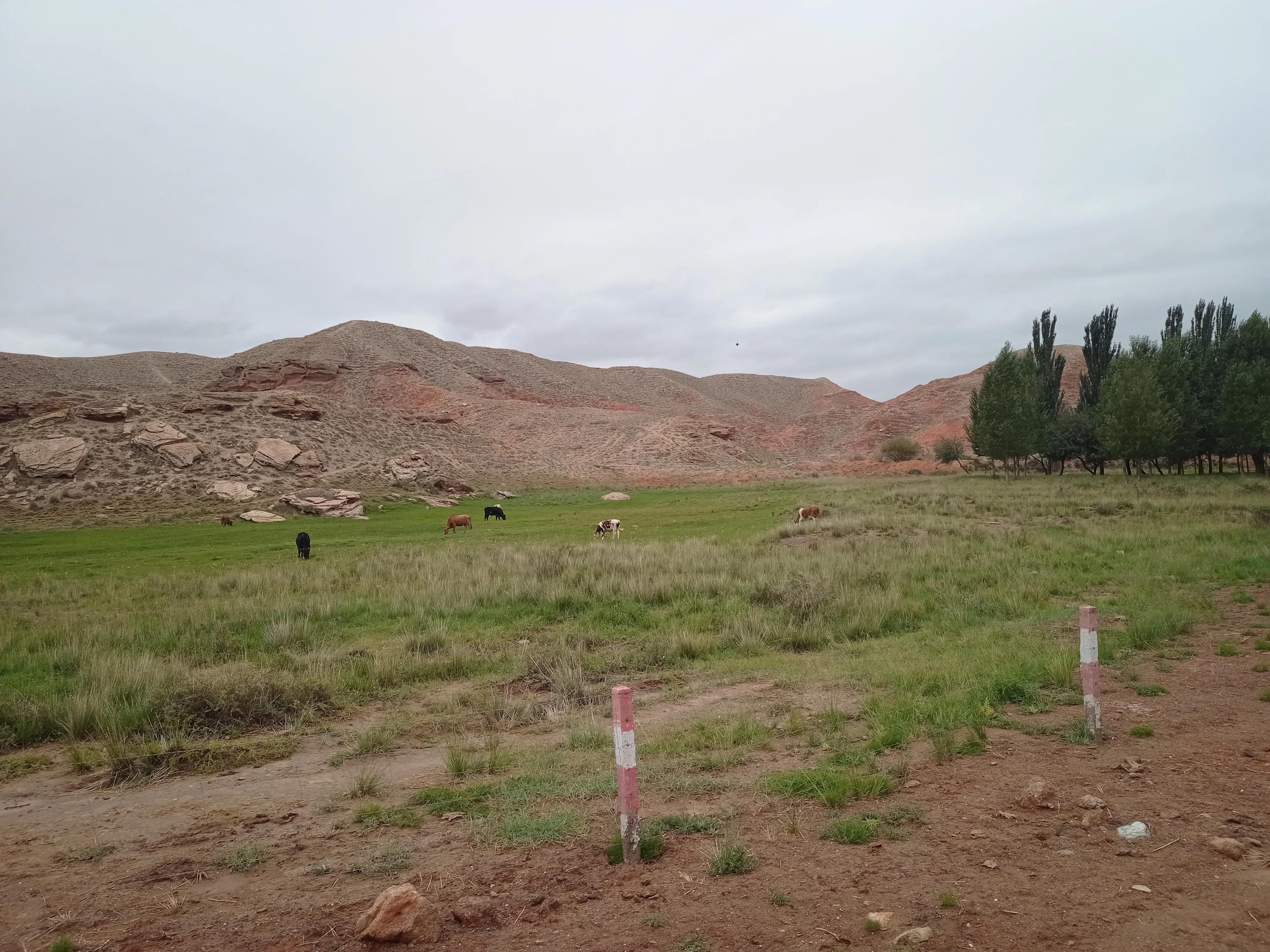 在家养多少头牛一年可以赚五万,2019年6万可以养几头牛