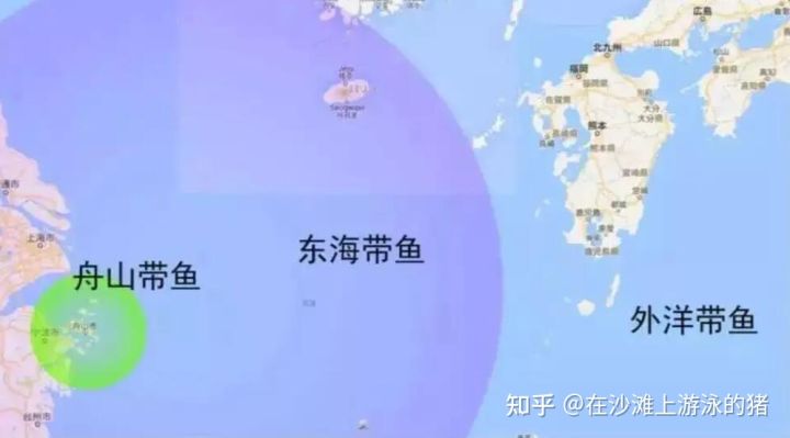 舟山海鲜带鱼几月最便宜,舟山带鱼真正的舟山带鱼