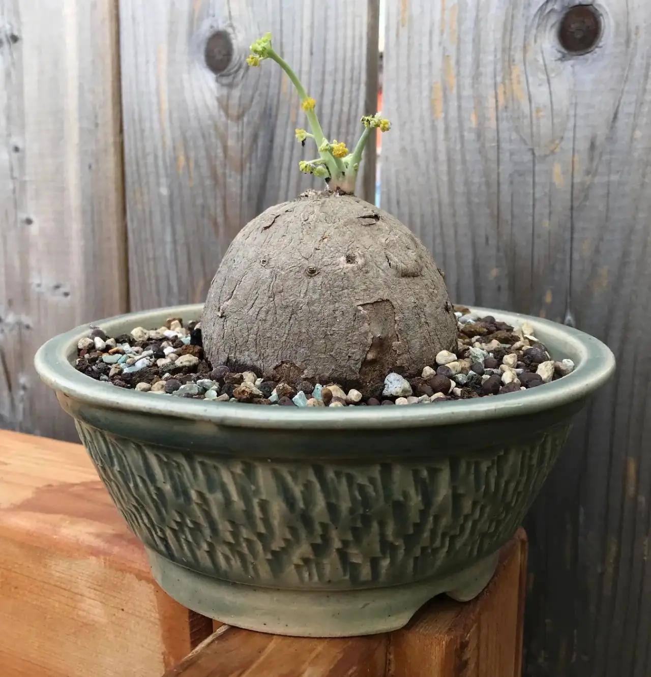 五种耐旱的花卉,5种花浇不死浇水越多长得越旺