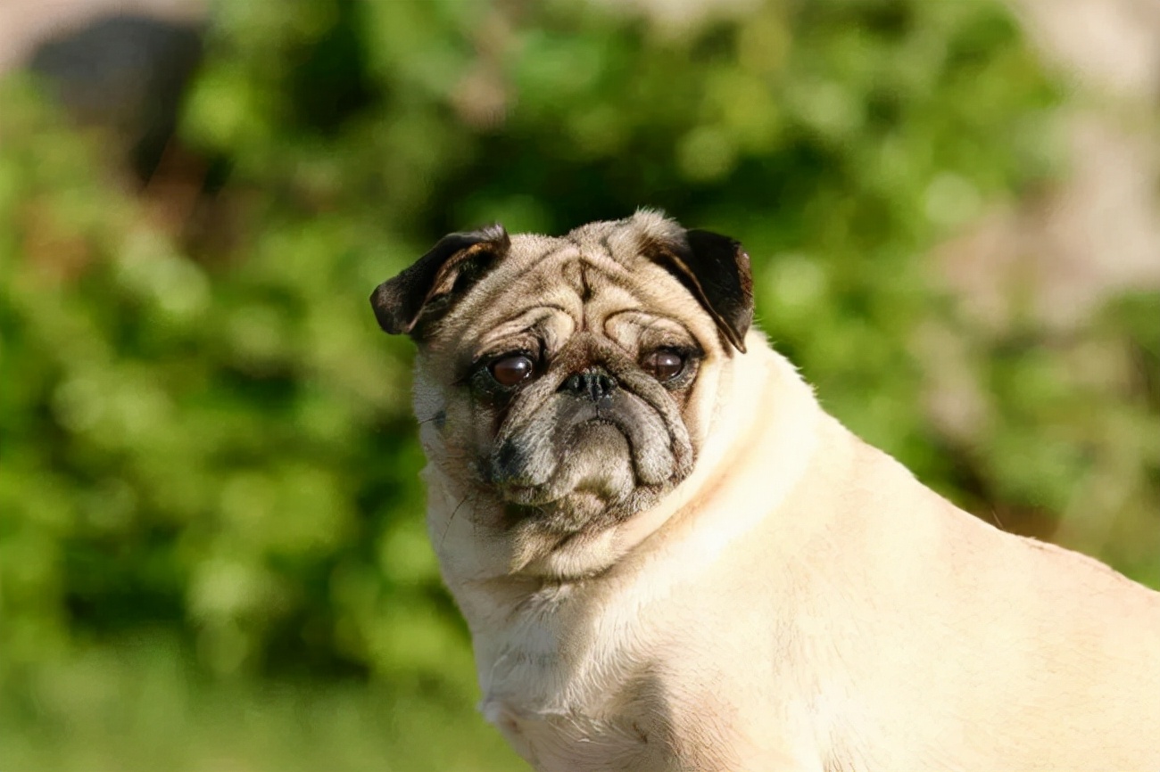 巴哥犬吐舌头是啥意思,巴哥犬学人吐舌头的视频