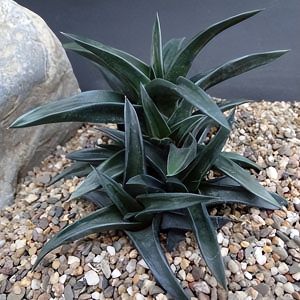 102个大类近500个多肉植物图片，都极其美丽，建议在家中也养一盆