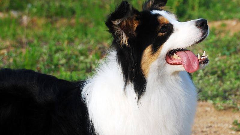 边牧这么聪明为什么养得那么少,陨石边牧缺点和优点