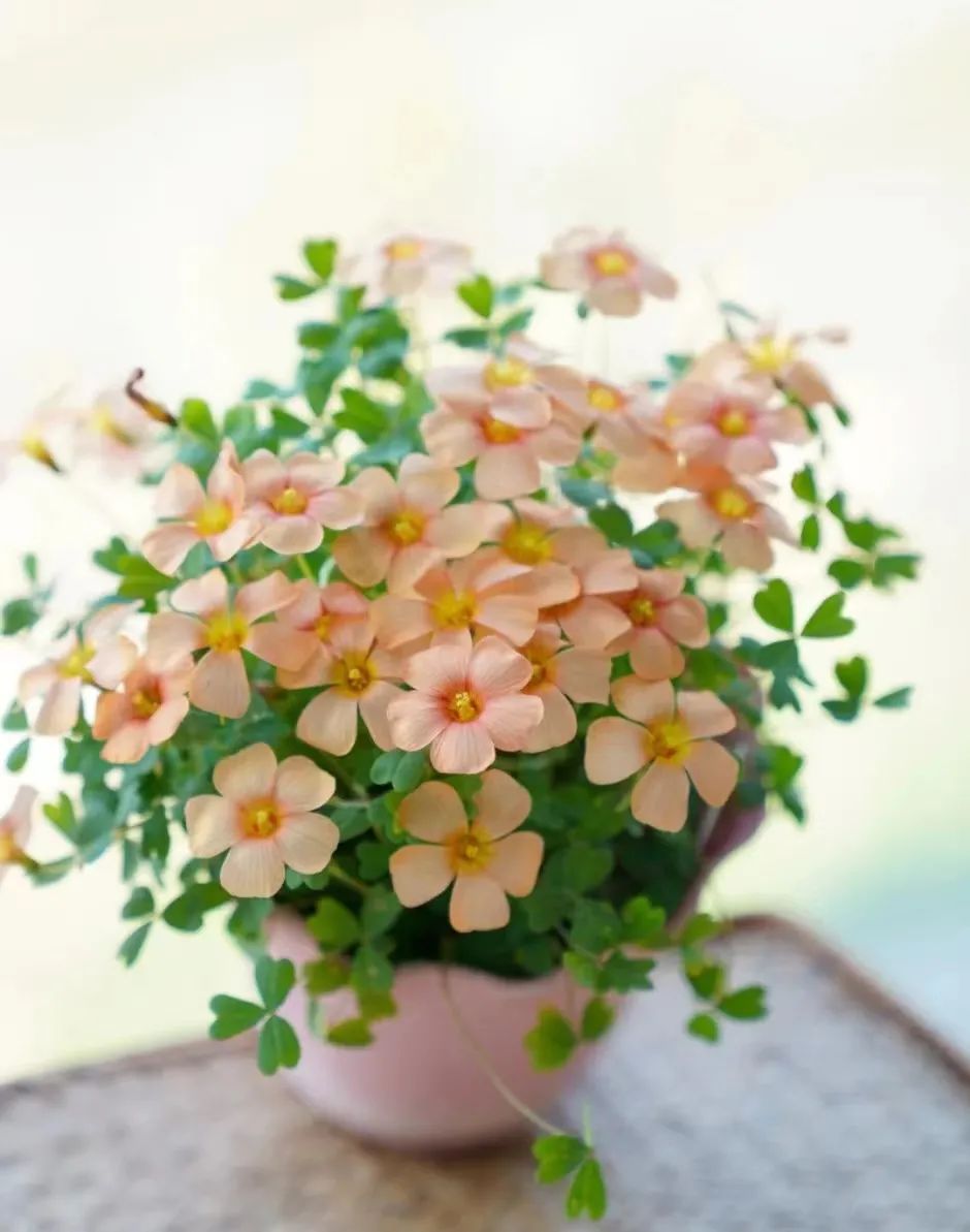 一年四季家庭种花播种时间表,南方一年四季蔬菜播种时间表