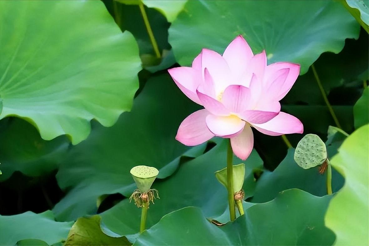 70句唯美荷花诗词,关于荷花的绝美诗句