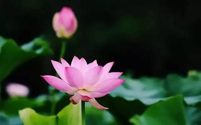 道德经以退为进的智慧,道德经以易经为基础