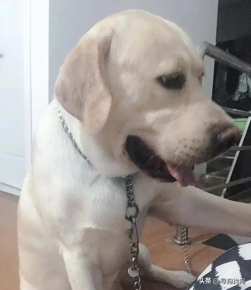 无锡市哪里有卖拉布拉多犬的,无锡新吴区寻找泰迪犬