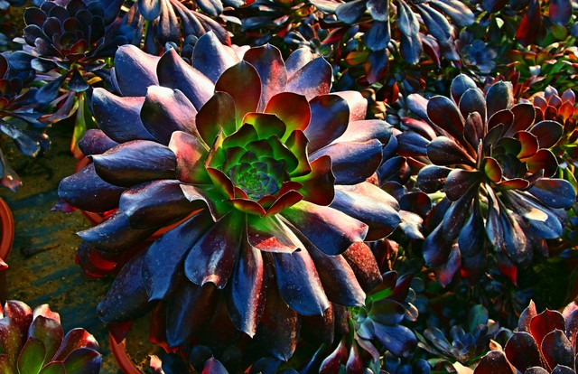 黑法师为什么不黑,黑法师为什么不长了