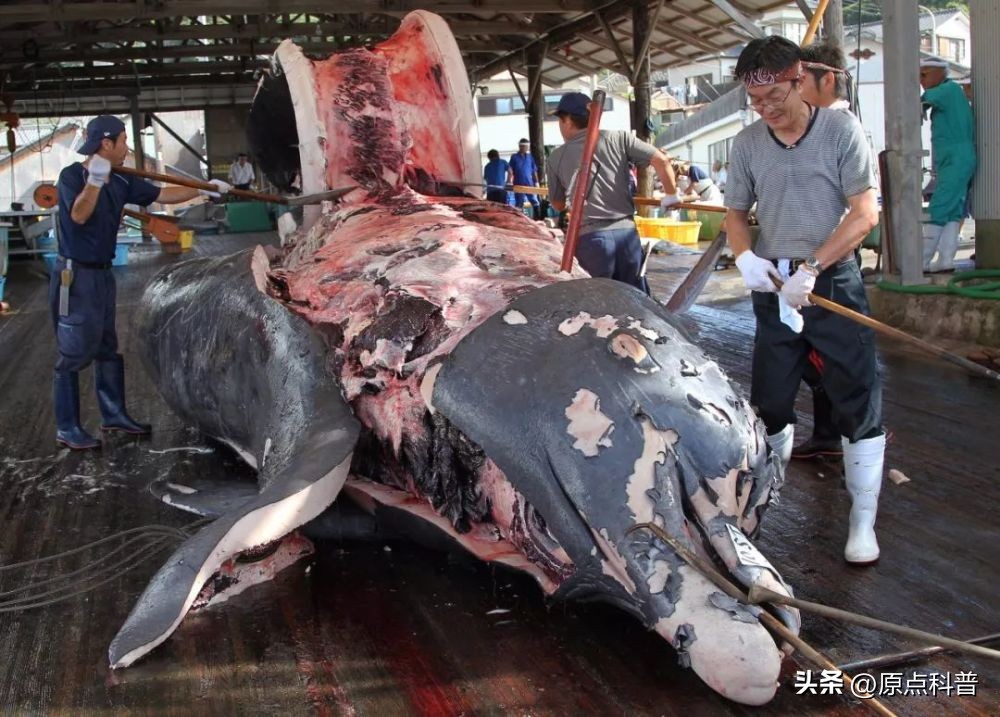 日本最奇葩的十种美食,日本美食奇葩美食