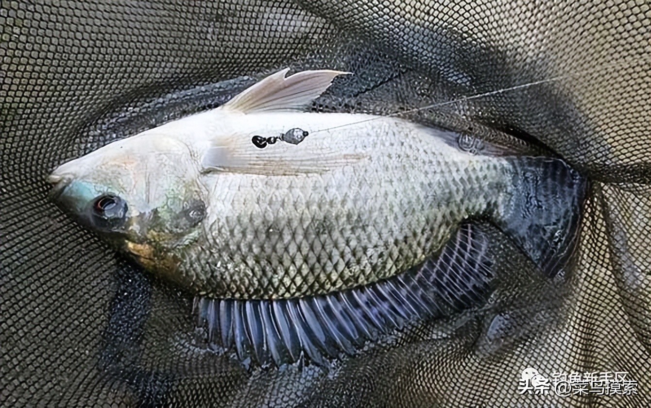 钓草鱼的最佳季节是什么时候,这个季节草鱼用什么饵料钓