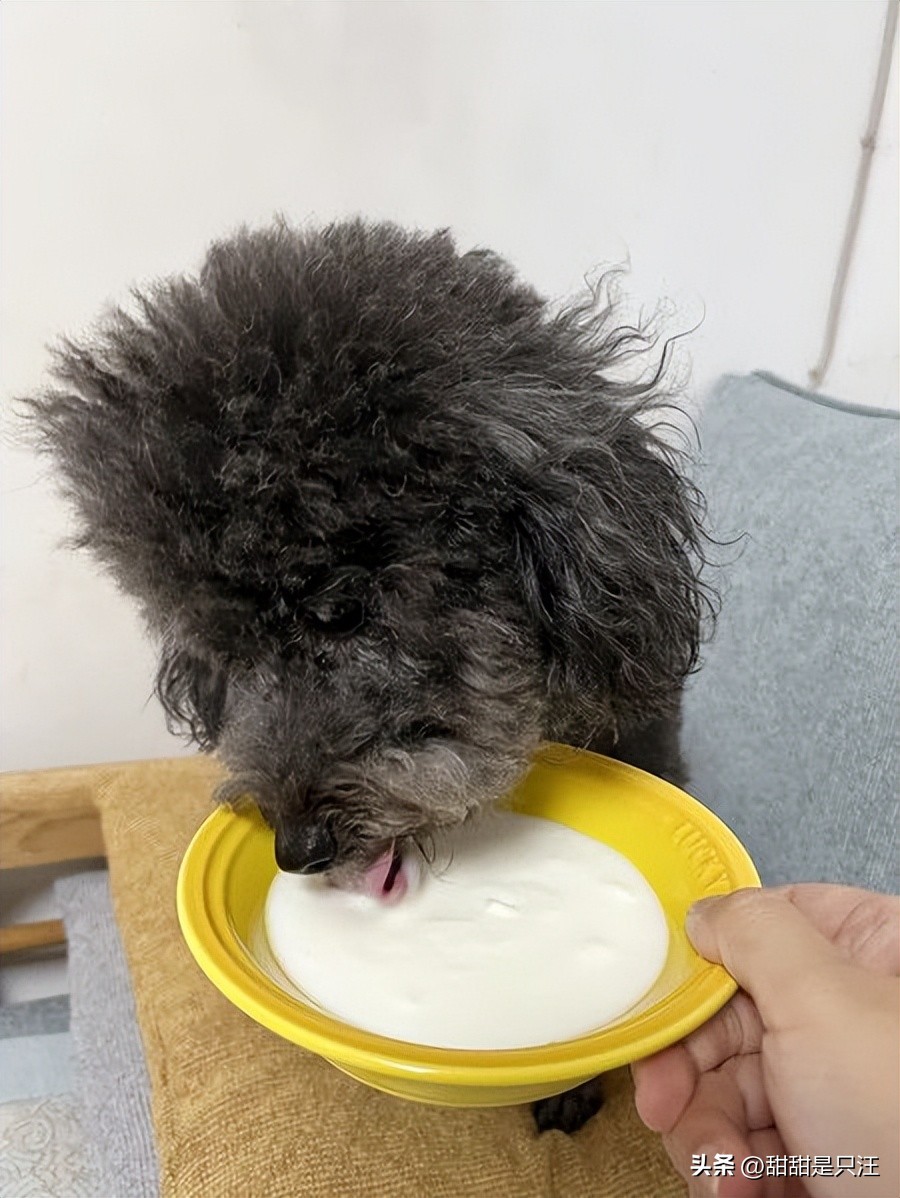 狗零食最好的牌子,6大狗零食种类分析测评