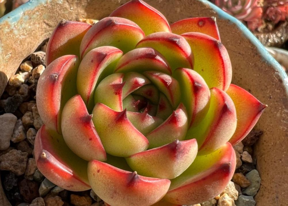 高颜值又皮实好养的多肉,天生好皮囊