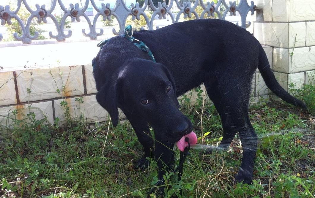 拉布拉多为什么会有不同颜色,拉布拉多犬黑色的好还是白色的好