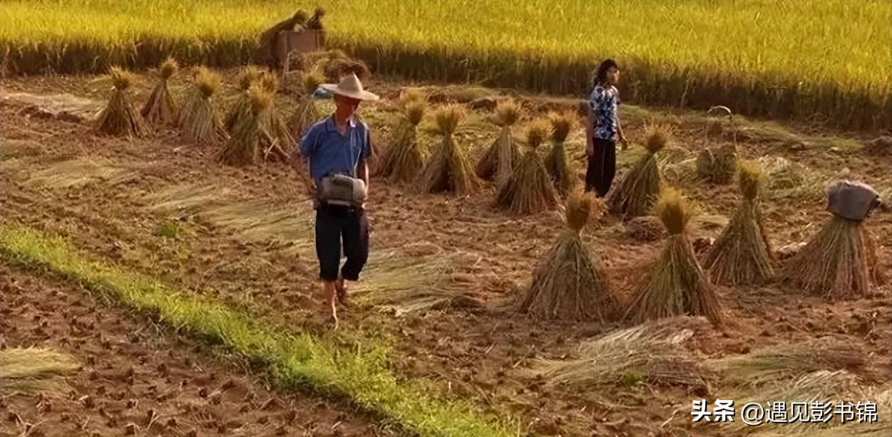 在乡下的初恋,青涩的乡村