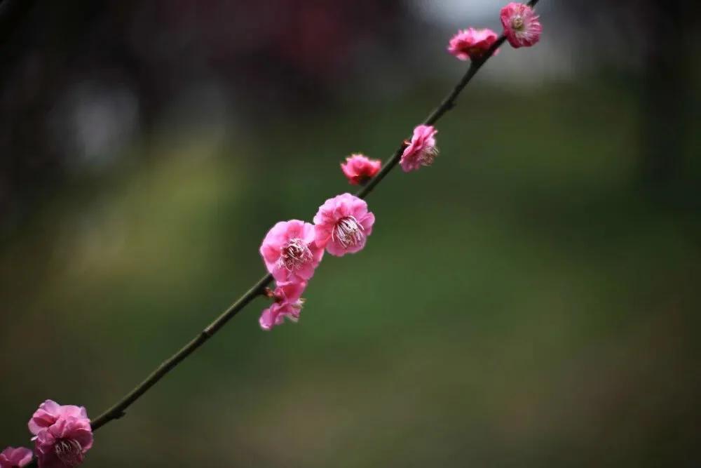 20句一眼惊艳的古诗词,诗词开头惊艳的诗句
