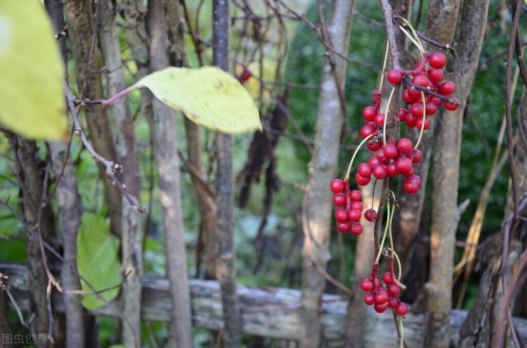 崩漏会致命吗,崩漏在西医上是什么原因造成的