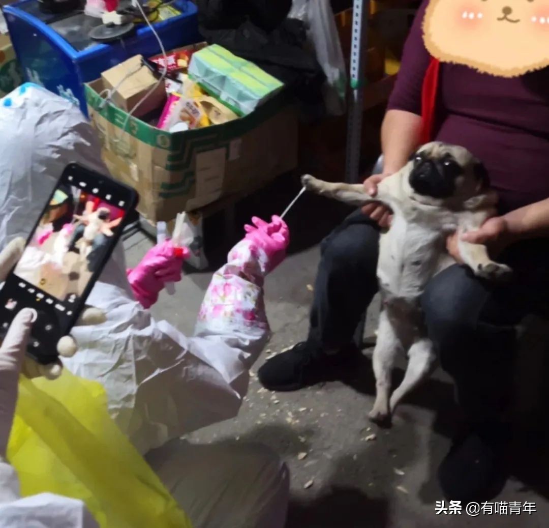 猫做核酸了么,猫核酸检测有必要做吗