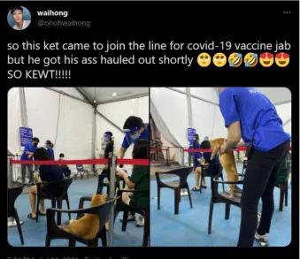 猫猫战胜猫瘟,不会说话的猫战疫