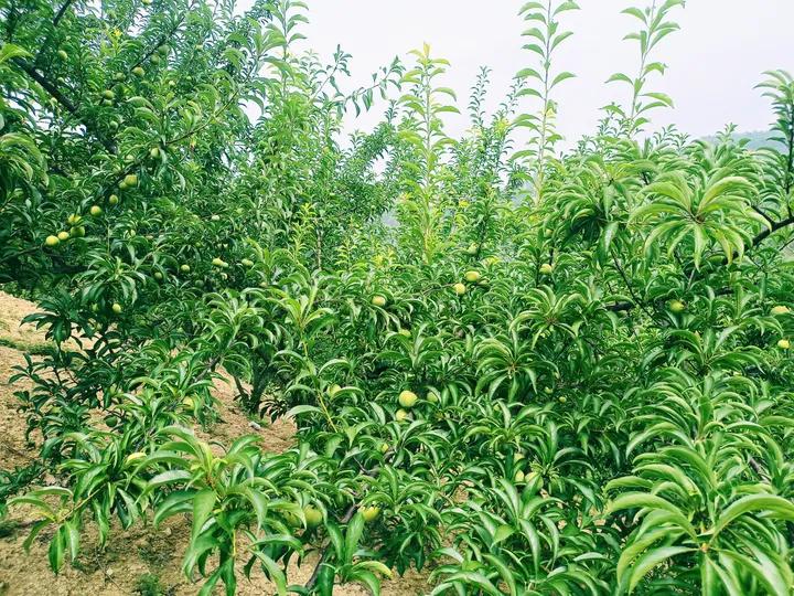 农民山区种植创业致富,农村小伙回乡创业种果树