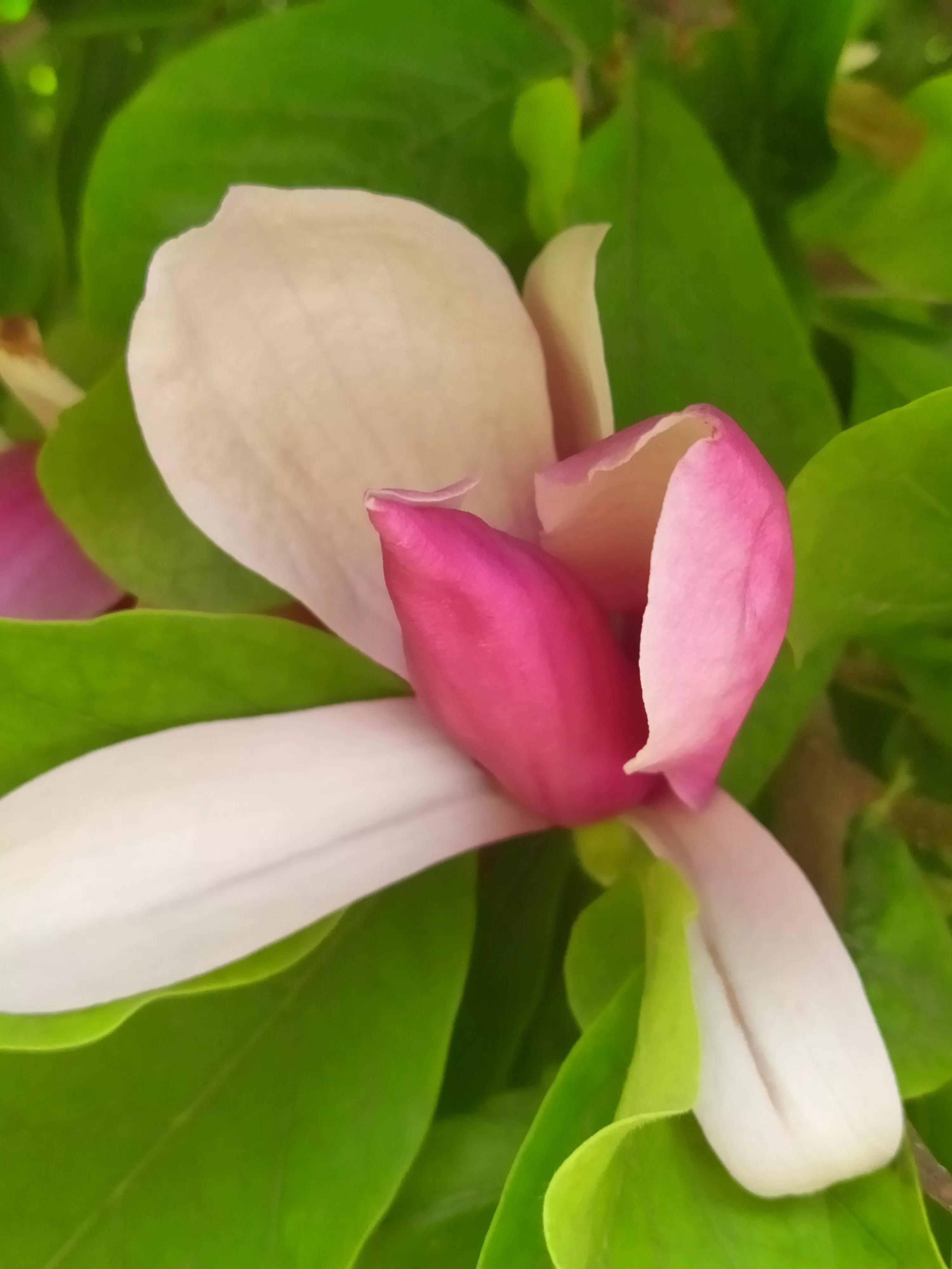 玉兰花不是春天开花吗,玉兰花在冬季和早春开花