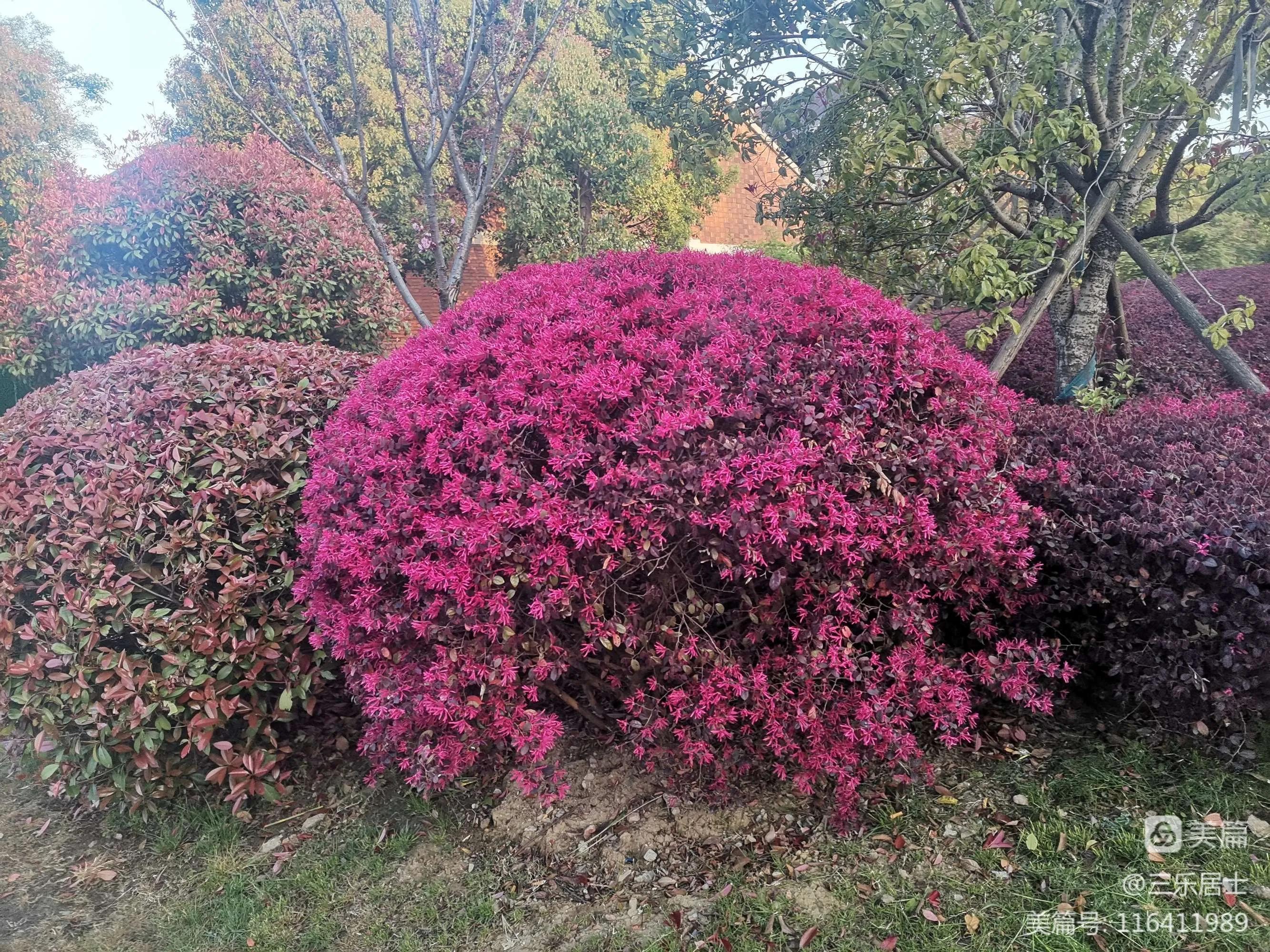 红花檵木的历史故事,白花檵木