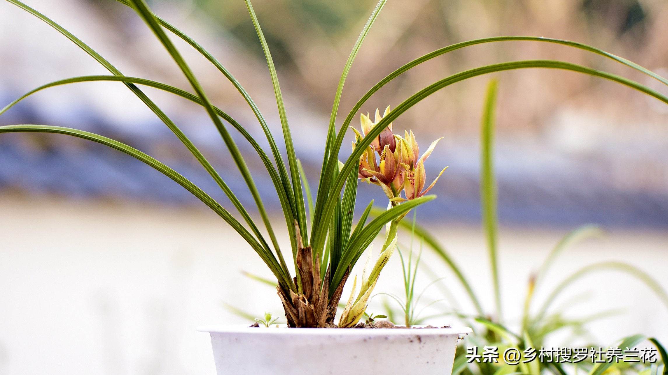 蕙兰盆栽春季养护注意事项有哪些,养蕙兰开花时的最佳方法