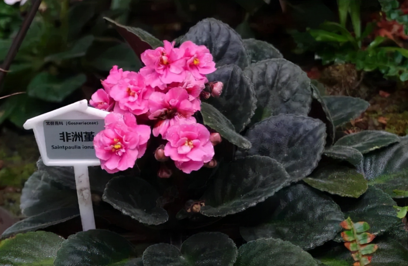 绿边紫罗兰植物图片,非洲紫罗兰怎么浇水