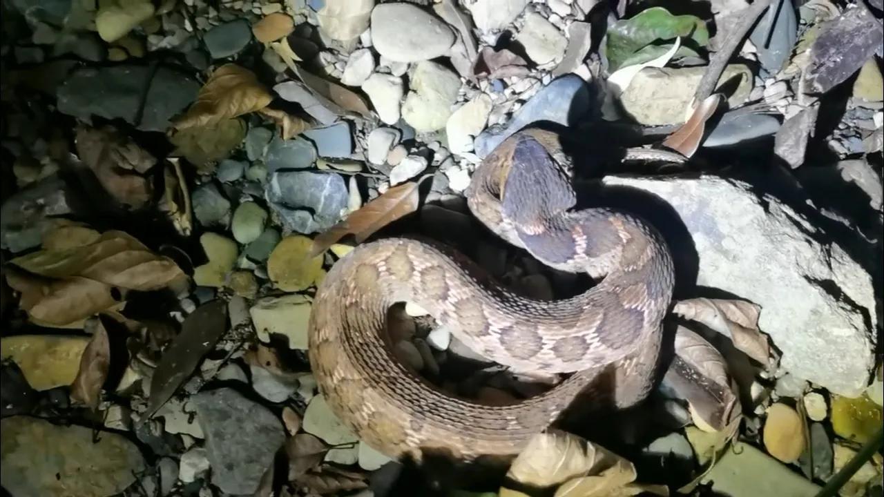 蛇头是三角形的无毒蛇,长角的毒蛇是什么蛇