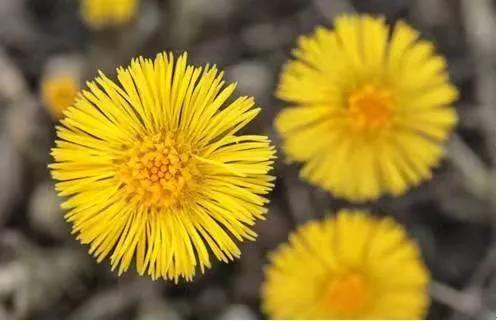 川贝蜜炼枇杷膏好喝吗,蜜炼川贝枇杷膏口感好