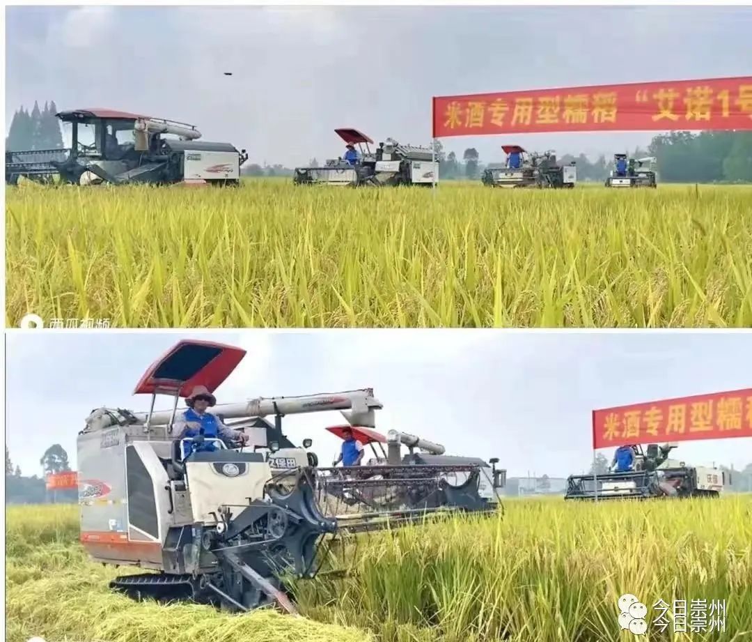 国际酒类大赛金奖！崇州好米酿出崇州好酒