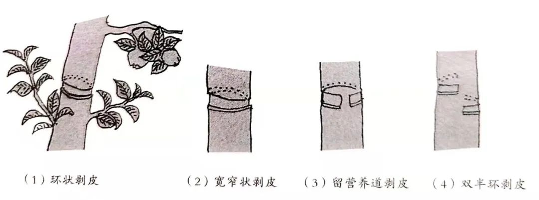 盆景一二三级枝修剪,盆景修剪的九大技法