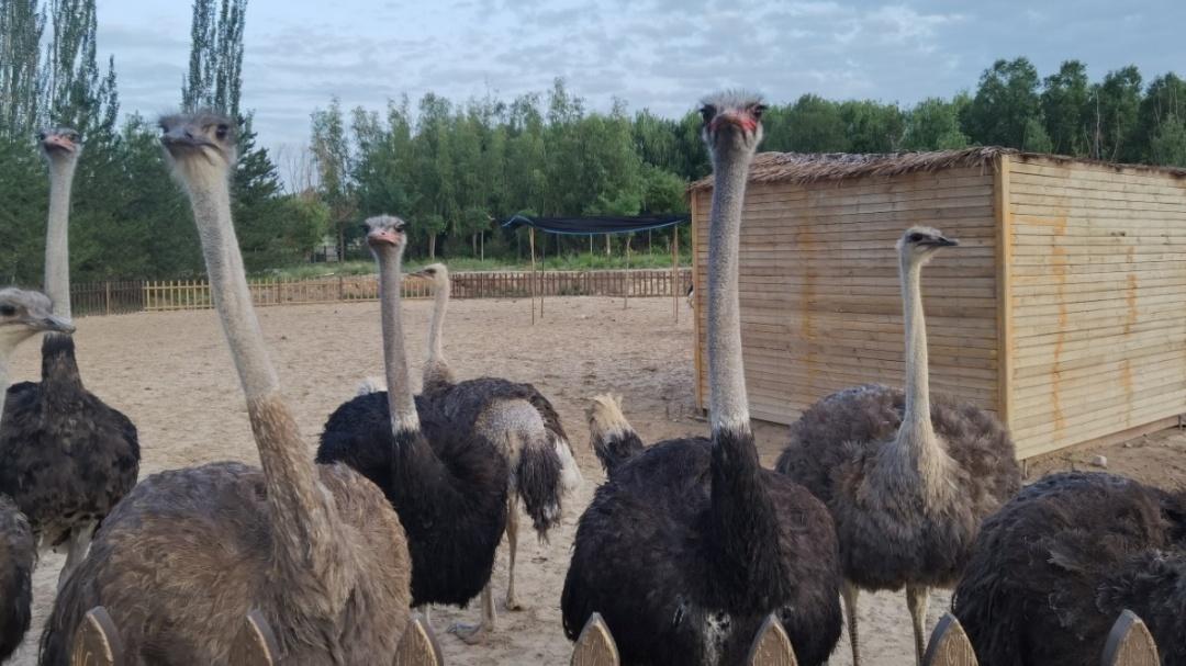 武威荒漠动物园,武威荒漠野生动物园通票