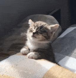 猫咪睡觉不同睡姿代表什么,猫咪头贴地背弓着睡姿代表什么