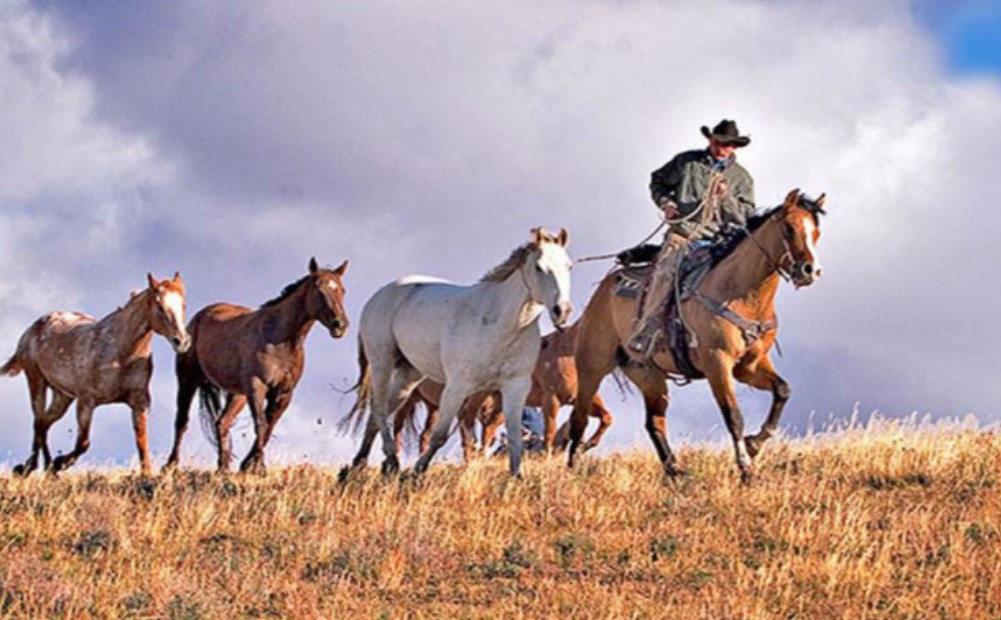 “我们接受美利坚加入德克萨斯共和国”，德州为何地位如此特殊？