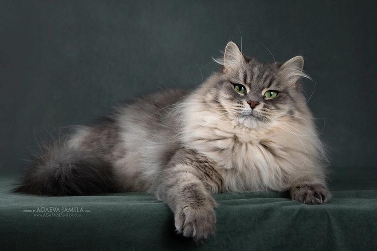 纯种猫咪有哪些颜色,纯种宠物猫有哪些品种