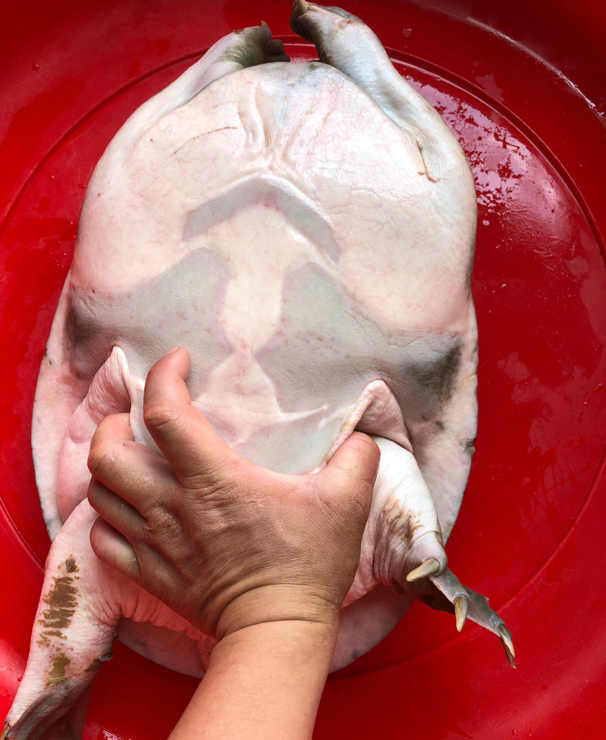 广东钓友半夜逮了只十多斤“老鳖”，鱼贩：260卖不卖？