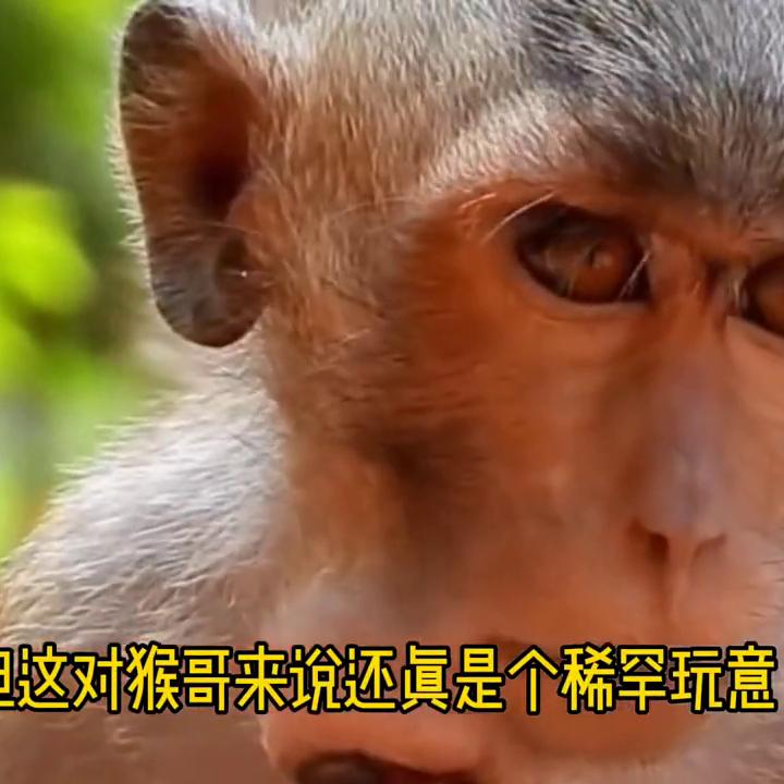 瘊子长脸上怎么办,猴子脸上长瘊子