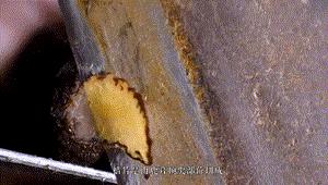 中药炮制技艺非遗传承,中药鹿茸怎么炮制