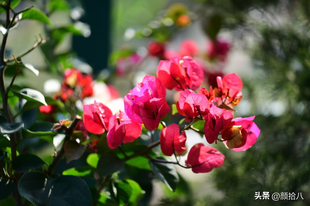 天冷怎么注意植物冻死,植物怕冷怎么过冬